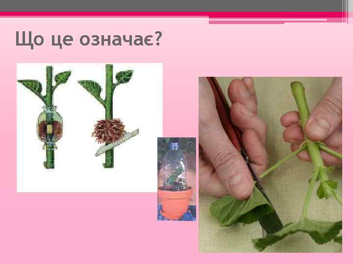 Що це означає? 