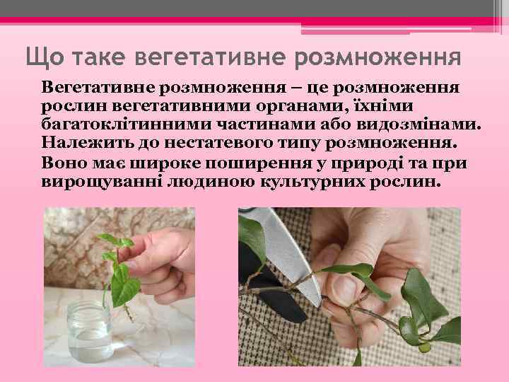 Що таке вегетативне розмноження Вегетативне розмноження – це розмноження рослин вегетативними органами, їхніми багатоклітинними