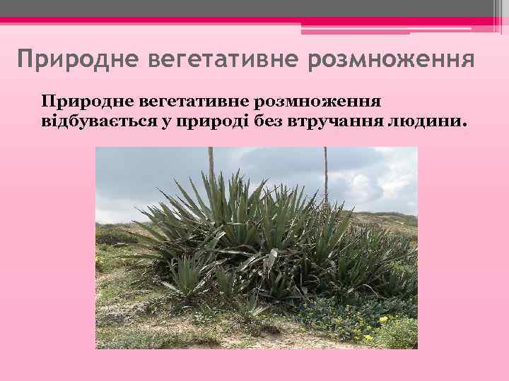 Природне вегетативне розмноження відбувається у природі без втручання людини. 