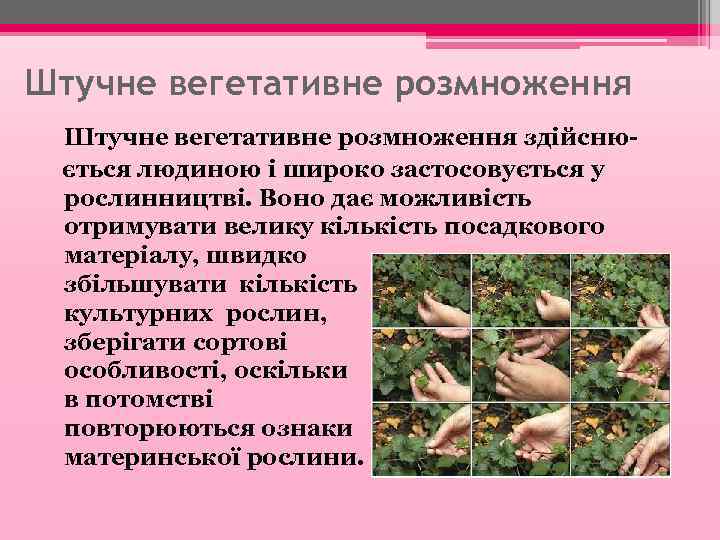 Штучне вегетативне розмноження здійснюється людиною і широко застосовується у рослинництві. Воно дає можливість отримувати