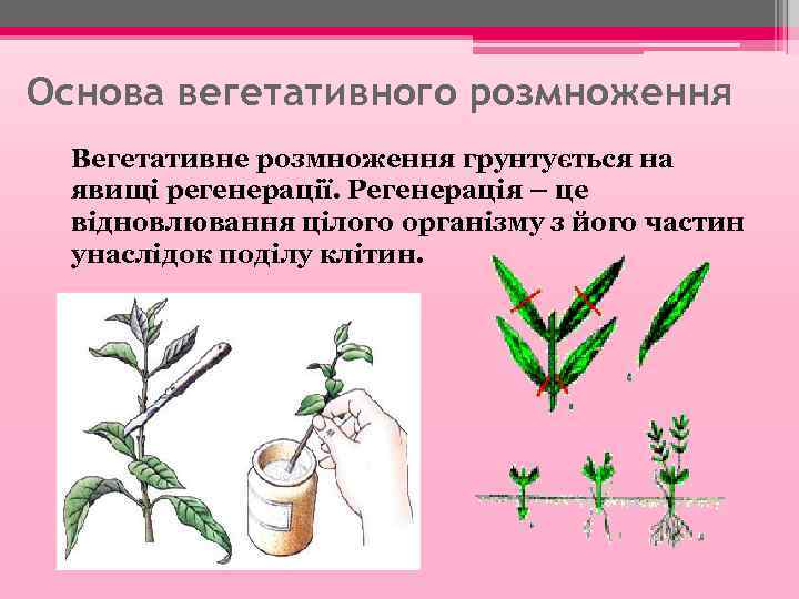Основа вегетативного розмноження Вегетативне розмноження грунтується на явищі регенерації. Регенерація – це відновлювання цілого