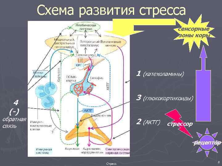 Схема развития стресса сенсорные зоны коры 1 (катехоламины) 3 (глюкокортикоиды) 4 (-) обратная связь