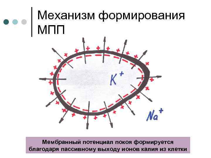 Механизм формирования МПП Мембранный потенциал покоя формируется благодаря пассивному выходу ионов калия из клетки