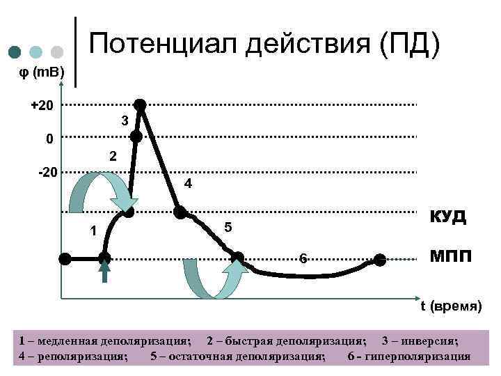 Потенциал действия (ПД) φ (m. B) +20 3 0 2 -20 4 1 КУД