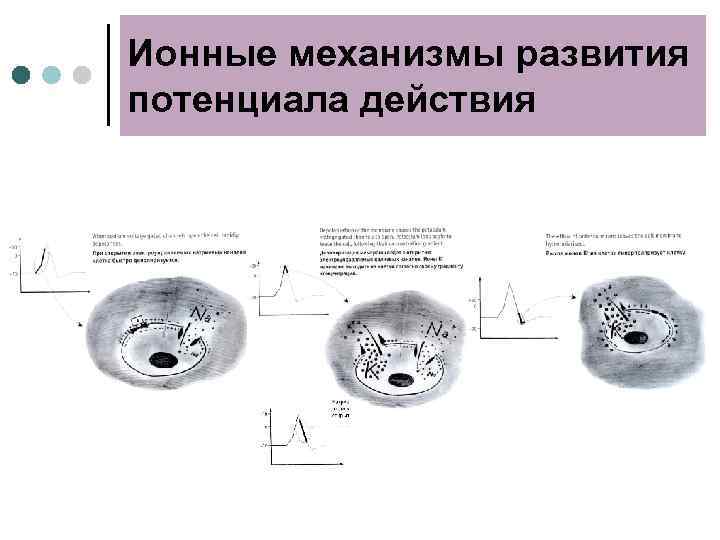 Ионные механизмы развития потенциала действия 