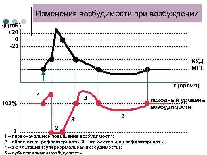 Изменения возбудимости при возбуждении φ (m. B) +20 0 -20 КУД МПП t (время)