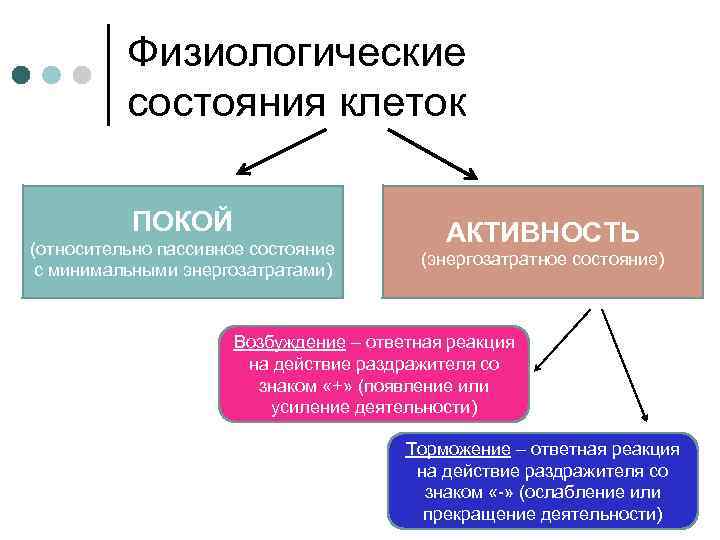 Физиологические состояния клеток ПОКОЙ (относительно пассивное состояние с минимальными энергозатратами) АКТИВНОСТЬ (энергозатратное состояние) Возбуждение