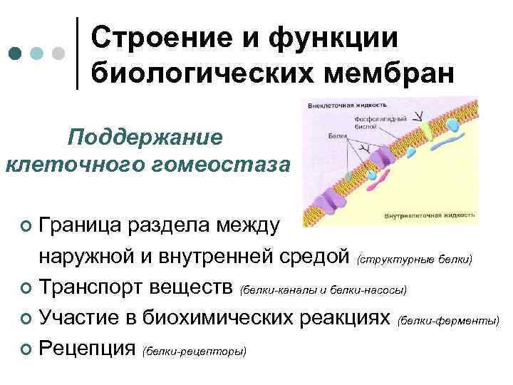 Строение и функции биологических мембран Поддержание клеточного гомеостаза Граница раздела между наружной и внутренней