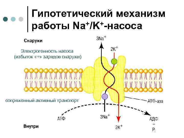 Калий натриевый насос схема