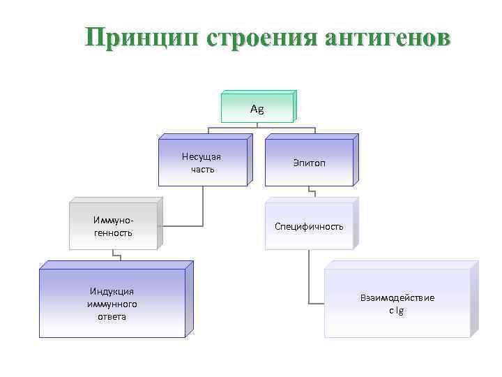 Принцип строения антигенов Ag Несущая часть Иммуногенность Индукция иммунного ответа Эпитоп Специфичность Взаимодействие c