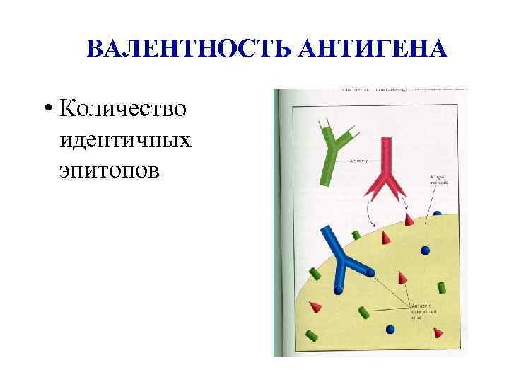 ВАЛЕНТНОСТЬ АНТИГЕНА • Количество идентичных эпитопов 