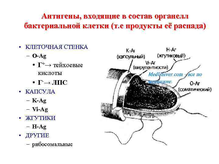 Антигены, входящие в состав органелл бактериальной клетки (т. е продукты её распада) • КЛЕТОЧНАЯ
