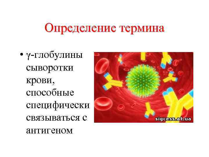 Определение термина • γ-глобулины сыворотки крови, способные специфически связываться с антигеном 