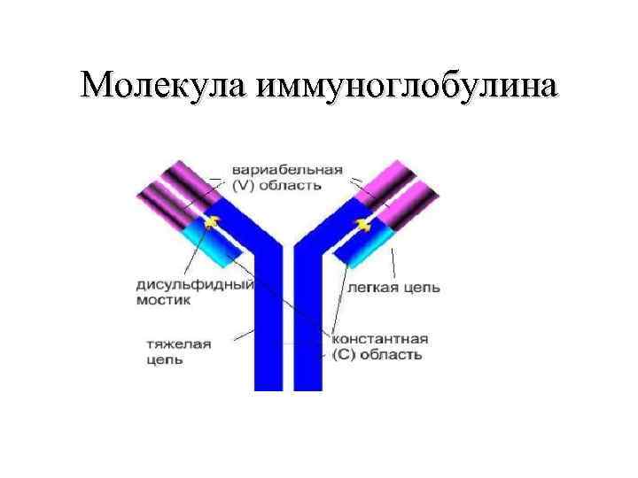 Молекула иммуноглобулина 