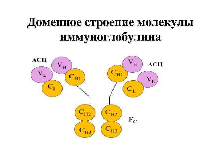 Доменное строение молекулы иммуноглобулина 