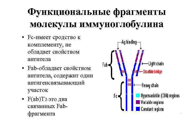 Функциональные фрагменты молекулы иммуноглобулина • Fc-имеет сродство к комплементу, не обладает свойством антитела •