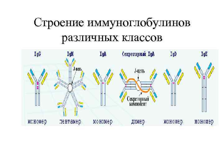 Строение иммуноглобулинов различных классов 