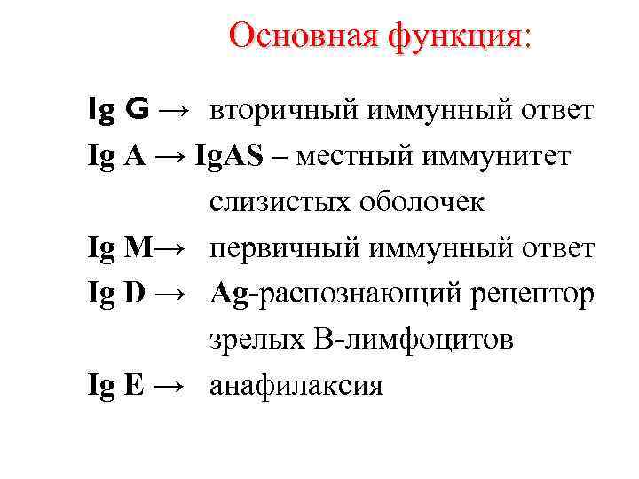 Основная функция: Ig G → вторичный иммунный ответ Ig A → Ig. AS –