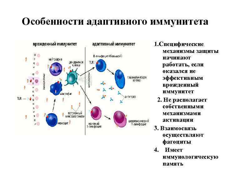 Особенности адаптивного иммунитета 1. Специфические механизмы защиты начинают работать, если оказался не эффективным врожденный