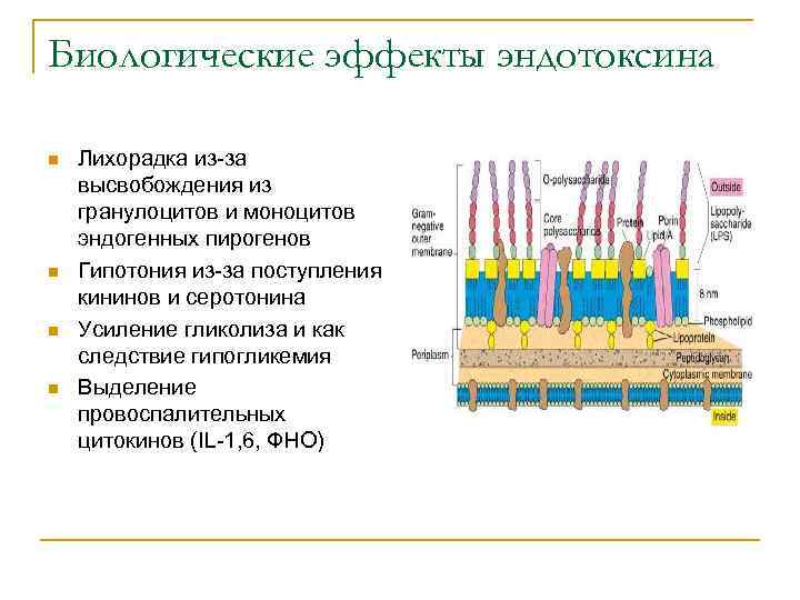 Биологические эффекты эндотоксина n n Лихорадка из-за высвобождения из гранулоцитов и моноцитов эндогенных пирогенов