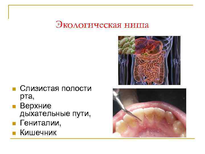 Экологическая ниша n n Слизистая полости рта, Верхние дыхательные пути, Гениталии, Кишечник 