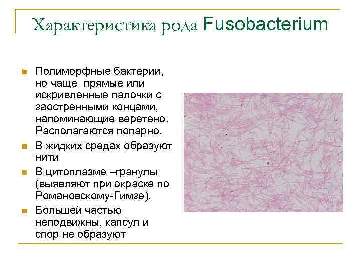 Характеристика рода Fusobacterium n n Полиморфные бактерии, но чаще прямые или искривленные палочки с