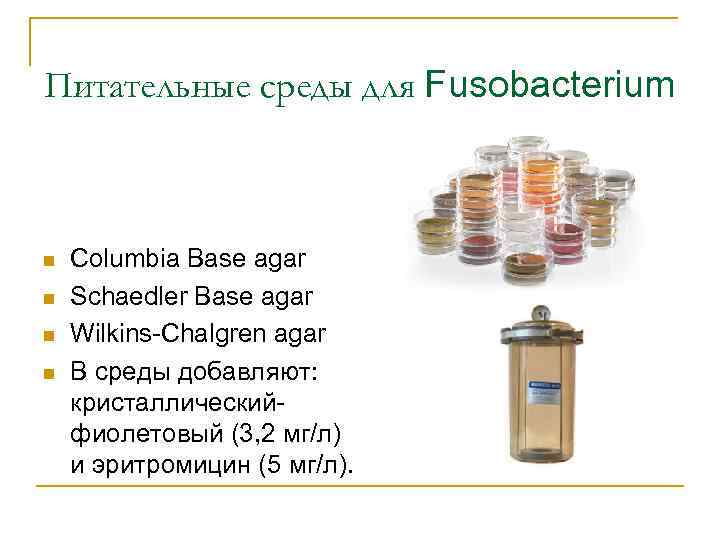 Питательные среды для Fusobacterium n n Columbia Base agar Schaedler Base agar Wilkins-Chalgren agar