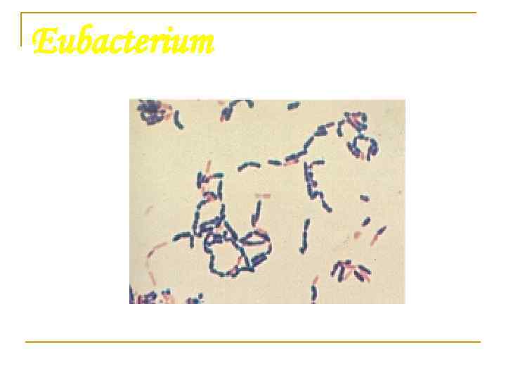 Eubacterium 