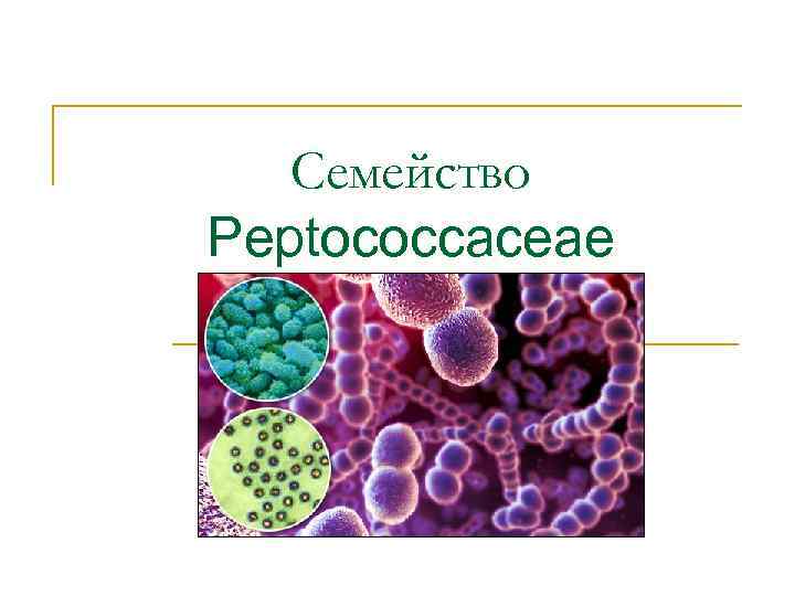 Семейство Peptococcaceae 