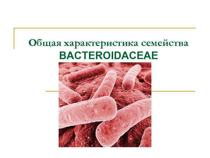 Общая характеристика семейства BACTEROIDACEAE 