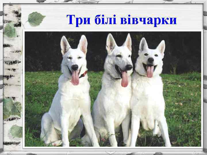 Три білі вівчарки 