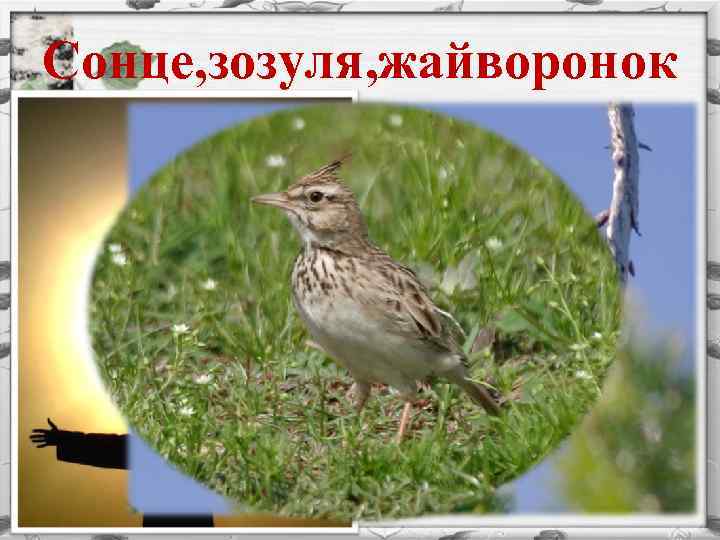 Сонце, зозуля, жайворонок 