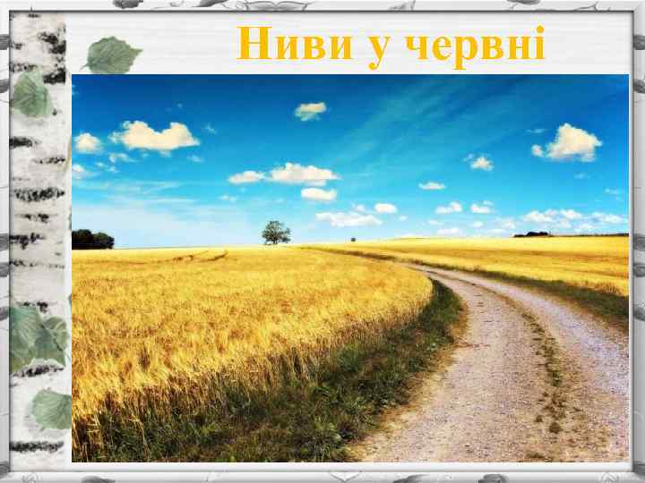 Ниви у червні 