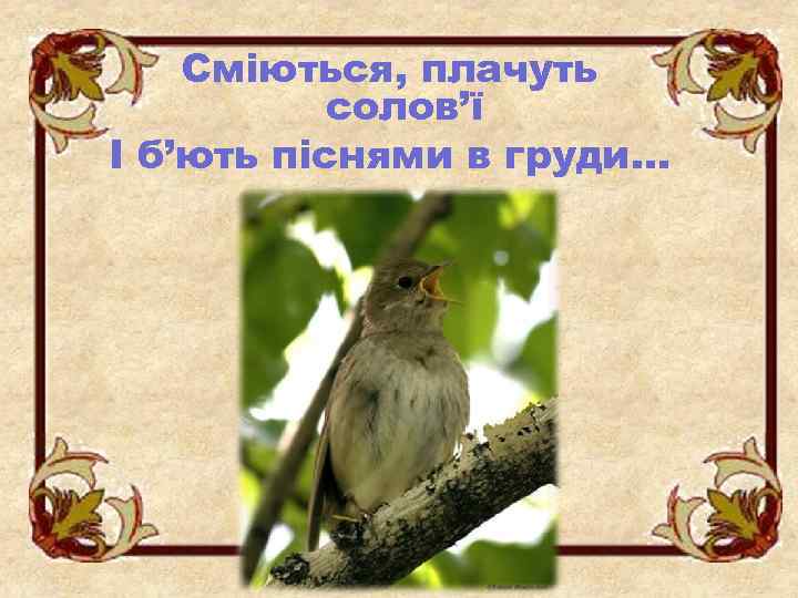 Сміються, плачуть солов’ї І б’ють піснями в груди… 