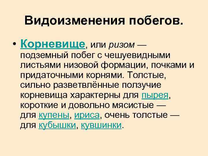 Видоизменения побегов. • Корневище, или ризом — подземный побег с чешуевидными листьями низовой формации,