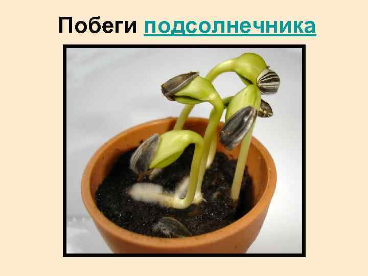 Побеги подсолнечника 