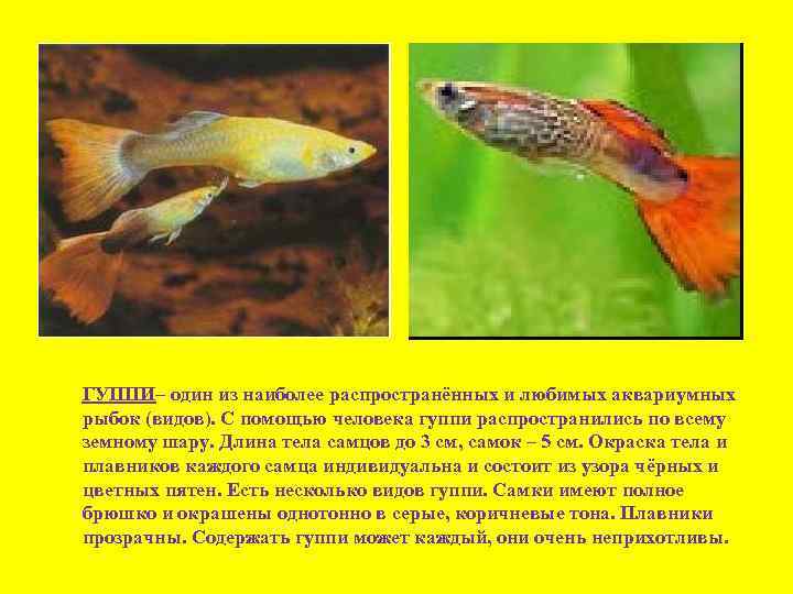 ГУППИ– один из наиболее распространённых и любимых аквариумных рыбок (видов). С помощью человека гуппи