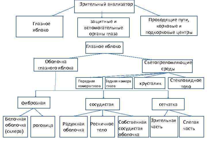 Зрительный анализатор защитные и вспомогательные органы глаза Глазное яблоко Проводящие пути, корковые и подкорковые