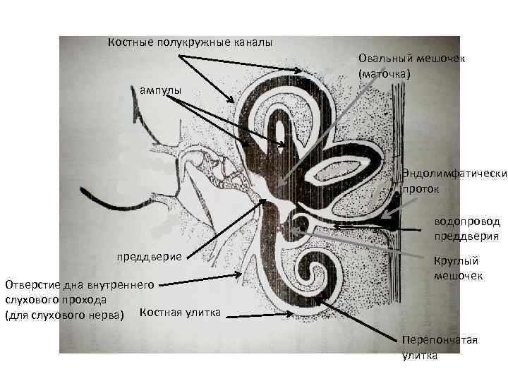 Костные полукружные каналы Овальный мешочек (маточка) ампулы Эндолимфатический проток водопровод преддверия преддверие Отверстие дна