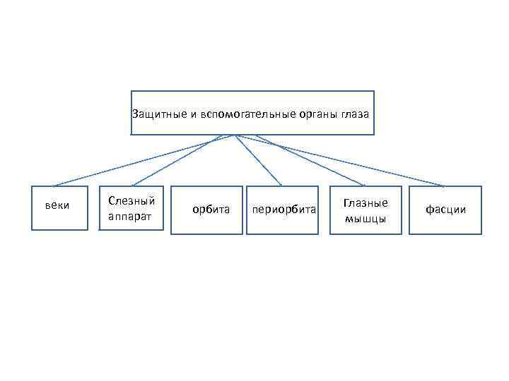 Защитные и вспомогательные органы глаза веки Слезный аппарат орбита периорбита Глазные мышцы фасции 