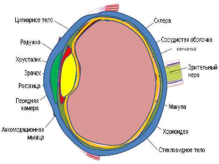сетчатка 