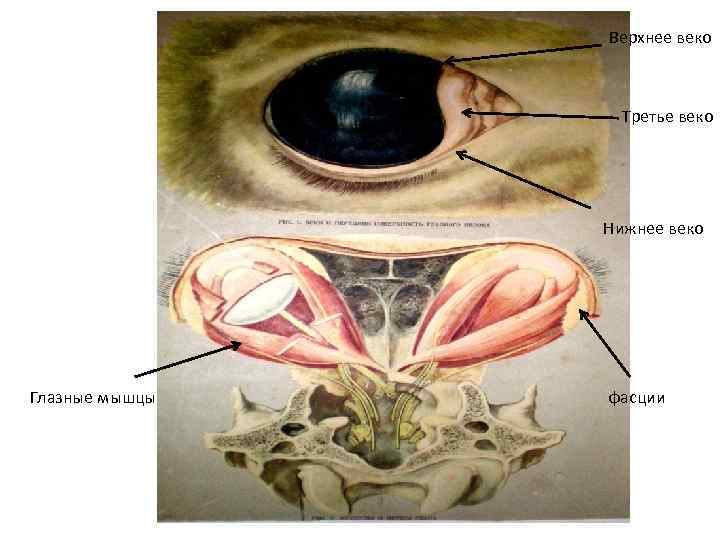 Верхнее веко Третье веко Нижнее веко Глазные мышцы фасции 