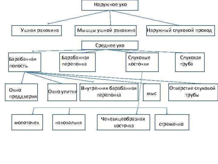 Наружное ухо Ушная раковина Мышцы ушной раковина Наружный слуховой проход Среднее ухо Барабанная полость