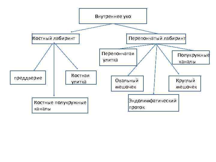 Внутреннее ухо Костный лабиринт Перепончатая улитка преддверие Костная улитка Костные полукружные каналы Овальный мешочек