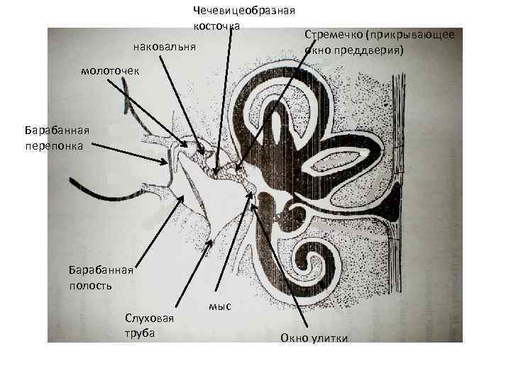 Чечевицеобразная косточка наковальня Стремечко (прикрывающее окно преддверия) молоточек Барабанная перепонка Барабанная полость Слуховая труба
