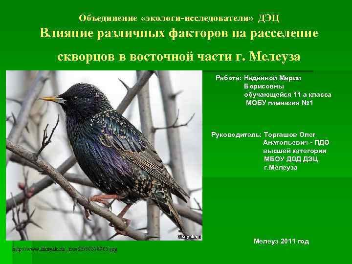 Объединение «экологи-исследователи» ДЭЦ Влияние различных факторов на расселение скворцов в восточной части г. Мелеуза
