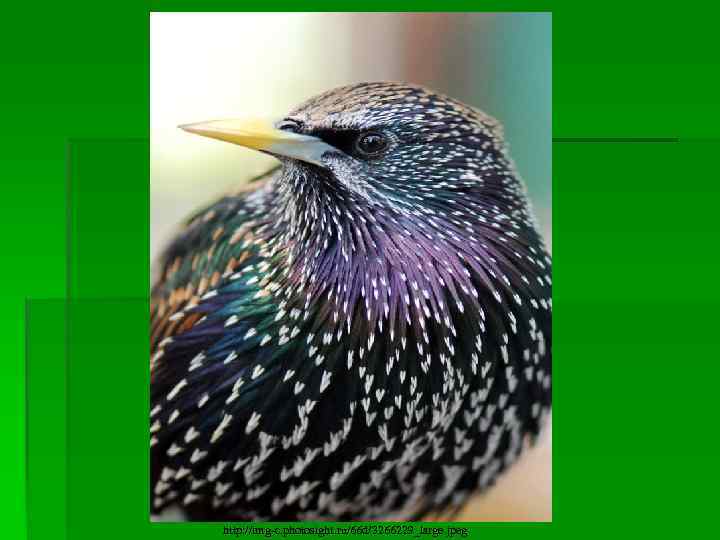 http: //img-c. photosight. ru/66 d/3266229_large. jpeg 