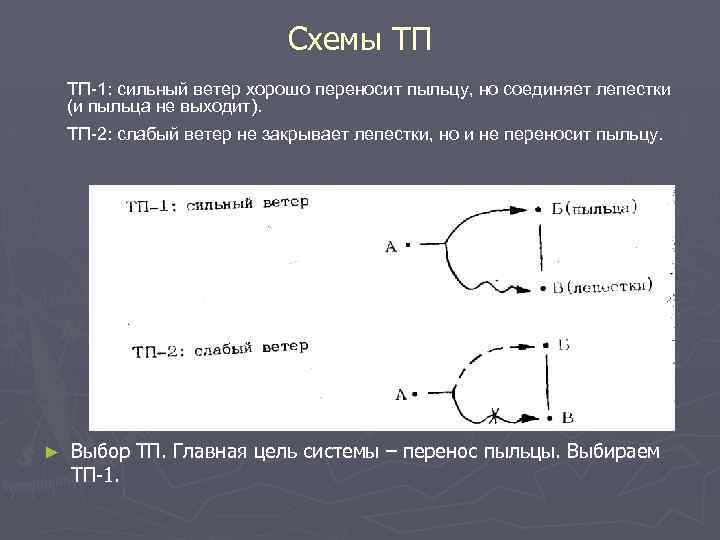 Схемы ТП ТП-1: сильный ветер хорошо переносит пыльцу, но соединяет лепестки (и пыльца не