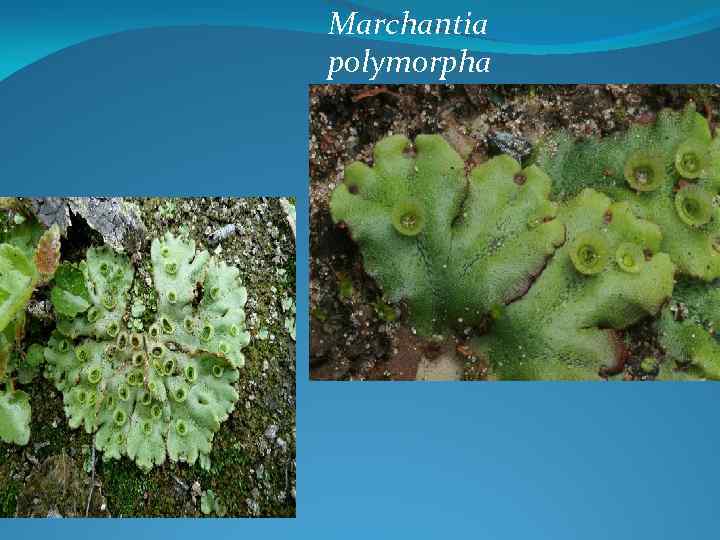 Marchantia polymorpha 