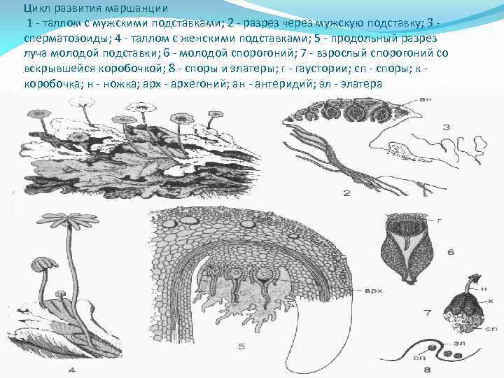 Имеют недифференцированный таллом могут иметь